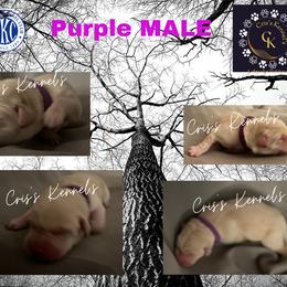 Labrador Retriever Puppies from Cris's Kennel's