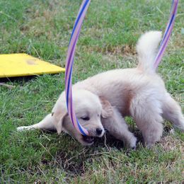 Golden Retriever Puppies from Scion Golden Retrievers