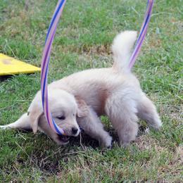 Golden Retriever Puppies from Scion Golden Retrievers