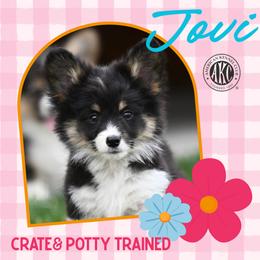 Bon Jovi - Black and tan female Pembroke Welsh Corgi puppy in Mona, Utah from Sorensen Corgis