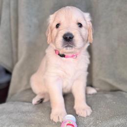 Girl 3 - Pink - Light golden female Golden Retriever puppy in Mc Minnville, Tennessee from Wishaw Whisky Golden Retrievers