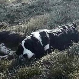 Lady - English Springer Spaniel