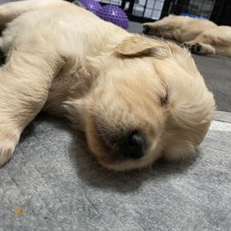 Doberman Pinscher and Golden Retriever Puppies from Hope Service Dogs, Inc
