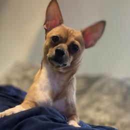 Mable - Chihuahua
