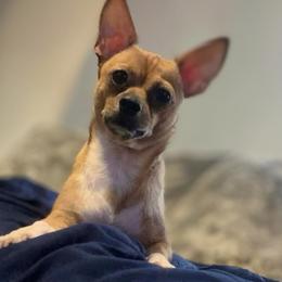 Mable - Chihuahua