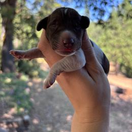 Chai - purple collar - Liver roan female German Shorthaired Pointer puppy in Mokelumne Hill, California from Underhill GSP