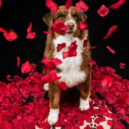 Brooks - Australian Shepherd