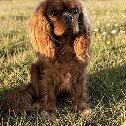 Rolo - Cavalier King Charles Spaniel
