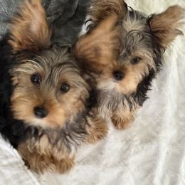 Yorkshire Terrier Puppies from Rosey’s Yorkies