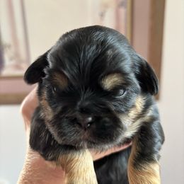 BlackBerry - Black and tan female Shih Tzu puppy in Redmond, Oregon from Jazzie Shih Tzu & English Toy Spaniels