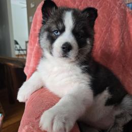 Wendys - Agouti and white female Siberian Husky puppy in Addison, Michigan from Gray Run Siberian Huskies