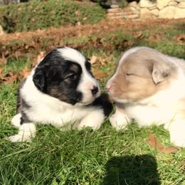 Australian Shepherd Puppies from Black Pond Australian Shepherds
