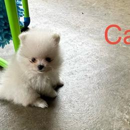 Carl - Cream male Pomeranian puppy in Lyons, Georgia from Its a Poms Life Kennel
