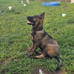 German Shepherd Puppies from Von Thomson Haus