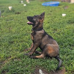 German Shepherd Puppies from Von Thomson Haus