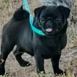 Dayna - Pug