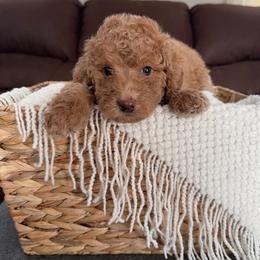 Chai latte - Red male Cavapoo puppy in Austin, Texas from Doodles of Central Texas