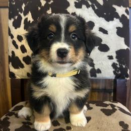 Tri female - Black and white female Companion Cross puppy in Greenwood, South Carolina from JOY Farms