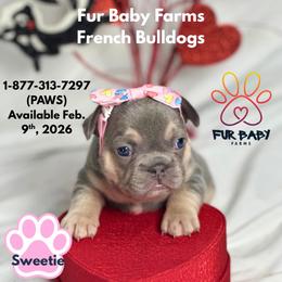 Sweetie - Tricolors female French Bulldog puppy in Michigan from Fur Baby Farms