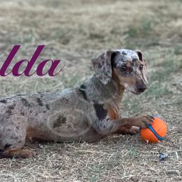 Zelda  - Dachshund