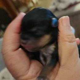 Boy 2 - Yorkshire Terrier puppy from Dyer's Beauties