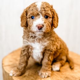 Moscato - Red male Assorted Doodle Crosses puppy in Arlington, Washington from Doodle Love Laugh
