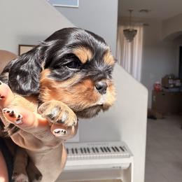 Cavalier King Charles Spaniel and Cavapoo Puppies from Unicorn Tears and Cavaliers