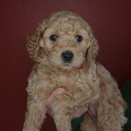 Biscotti (Red collar) - Red  female Goldendoodle puppy in Seattle, Washington from Dream Lake Doodles