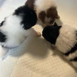 Pomeranian puppies from Country Lane Kennels