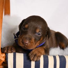 Major - Red and rust male Doberman Pinscher puppy in Overton, Texas from Obsidian Kennel