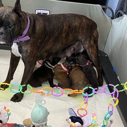 Boxer Puppies from Primo Amore Boxers