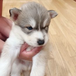 Siberian Husky Puppies from Ucanan Huskies