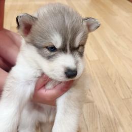Siberian Husky Puppies from Ucanan Huskies