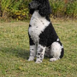 Penny - Poodle