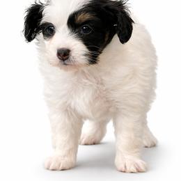 Papillon Puppies from Wendy’s Wings
