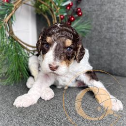 Dottie - Parti female Poodle puppy in Murrieta, California from Apricot Poodles & Goldendoodles, LLC