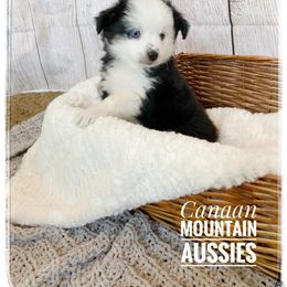 Toy Australian Shepherd Puppies from Canaan Mountain Aussies