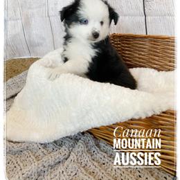 Toy Australian Shepherd Puppies from Canaan Mountain Aussies