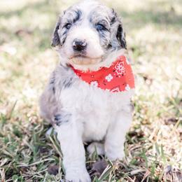 Aussiedoodle and Springerdoodle Puppies from Deek’s Designer Doodles