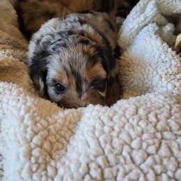 Aussiedoodle Puppies from Ocala Doodle Ranch