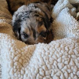 Aussiedoodle Puppies from Ocala Doodle Ranch