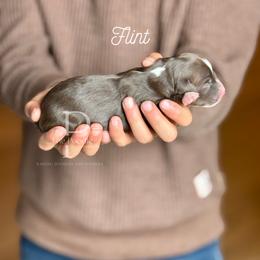 Flint - Brown and white male Bernedoodle puppy in Tulsa, Oklahoma from The Poodle Co. Raising Doodles & Poodles