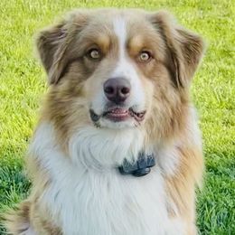 River - Australian Shepherd
