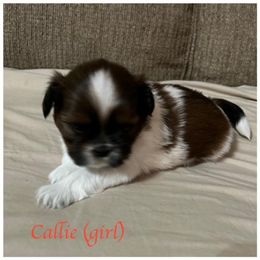 "Callie will be staying with the breeder" Shih Tzu Puppies from Starr Thomas