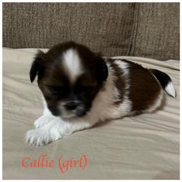 "Callie will be staying with the breeder" Shih Tzu Puppies from Starr Thomas