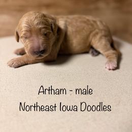 Artham - Apricot male Goldendoodle puppy in Cedar Falls, Iowa from Northeast Iowa Doodles