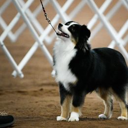 Miniature Australian Shepherd and Toy Australian Shepherd Puppies from Ripple Creek
