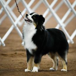 Miniature Australian Shepherd and Toy Australian Shepherd Puppies from Ripple Creek