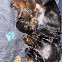 Dachshund puppies from Sassy Kat’s Dachshunds
