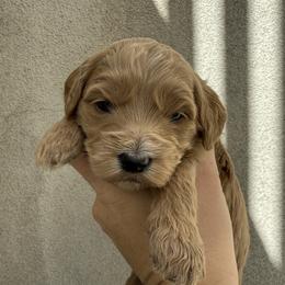 Clover - Apricot female Goldendoodle puppy in Clinton, Utah from Golden Law Kennels